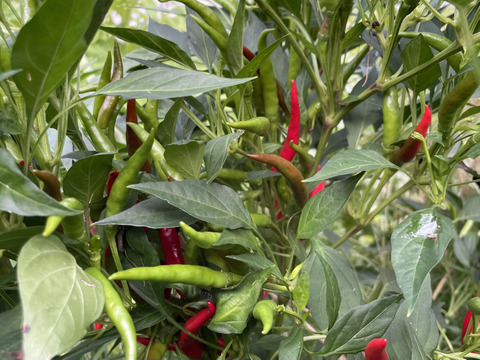 ぴりっと辛い◎山のトウガラシ10g×4袋◎農薬・化学肥料不使用