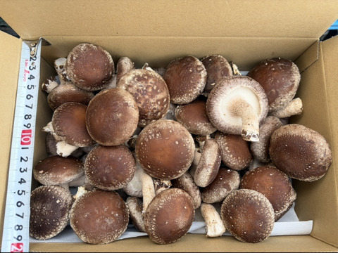 北海道産菌床生しいたけ(１ｋｇ)