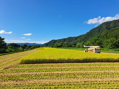 【令和7年産】"とっておき"の魚沼米！松井ファームの南魚沼産コシヒカリ5kg(精米)