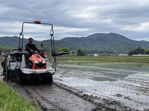 【玄米】【令和７年・新米予約】♣️品のあるミルキークイーン🌾
京都・京丹後峰山産　特別栽培米５㎏