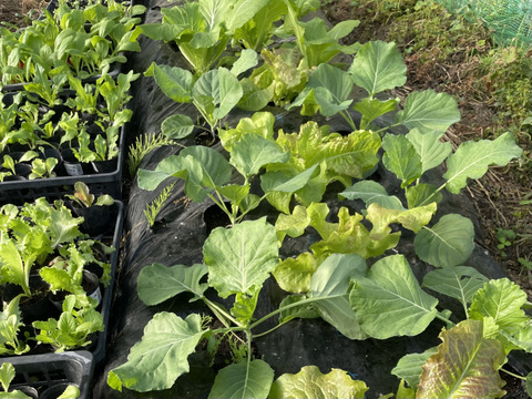 【お試しサイズ】山のミネラルたっぷり！ソノちゃんのこだわり野菜セット6〜7種