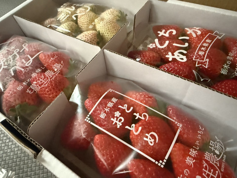 【春イチゴ】【お得価格】摘みたて直送！ミルキーベリー入り！とちぎのいちご4種詰め合わせセット（4パック）（260ｇ×4パック）【いちご食べ比べ】