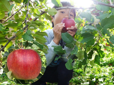 シナノスイート　家庭用　小玉　3キロ箱（3.2キロほど入ります）【JA基準より60％減の低農薬栽培】葉とらずりんご