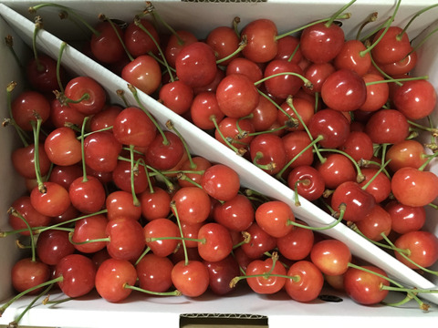 🍒さくらんぼ佐藤錦🍒訳あり家庭用　1キロ