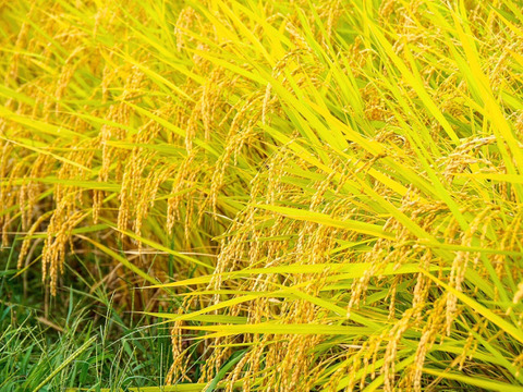 【四万十清流育ち】おばあちゃんが泣いた品種登録にない幻のお米「四万十村」３ｋｇ 農薬不使用 自然栽培 四万十産