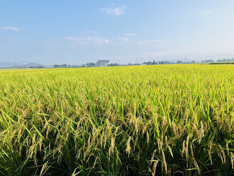 【令和7年新米】★山形県産はえぬき約10kg精米★