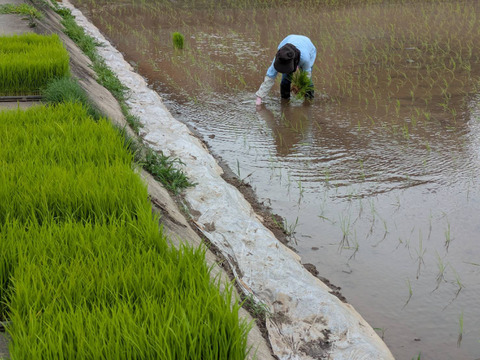 【令和7年新米】森のくまさん（白米20kg）節減対象農薬：栽培期間中不使用