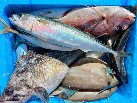 箱いっぱい！深浦の天然鮮魚セット（80サイズ）【母の日ギフト】などにもどうぞ！