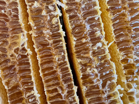 『奥久慈の花蜜』 日本みつばちの天然はちみつ 味くらべ　500g×3本