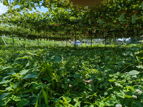 完熟つぶつぶクイーンニーナ500g入り×2袋（1000g）※信州の環境にやさしい農産物50％節減（長野県認証）