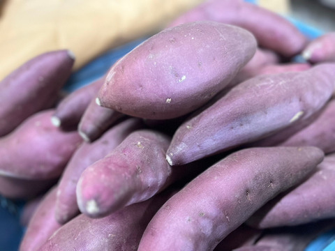 鳥取大山の麓 甘い芋 紅はるか 強めのホクホク食感 大小詰合せセット 内容量3.0kg 女性のパワーで大地を彩る