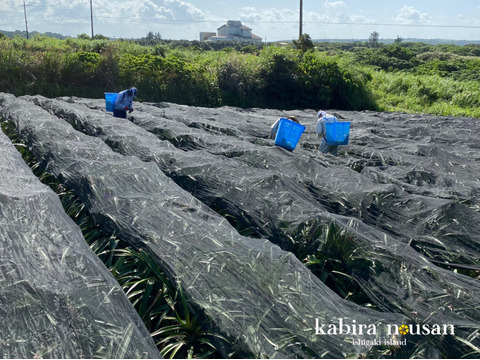 【超〜豪華‼️】希少パインゴールドバレル•サンドルチェ•ホワイトココ3玉のお買い得な食べ比べセット😍限定販売‼️