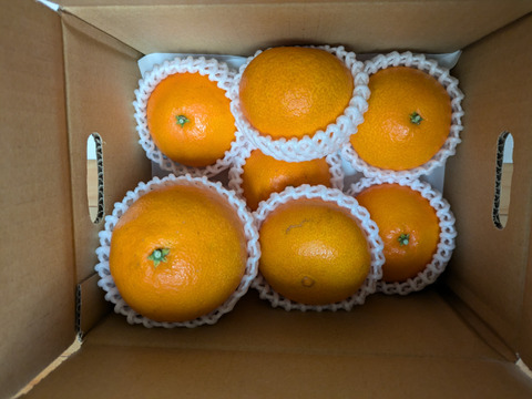 【秀品】まどんな 2kg みんなトリコになる“”プルプル“”新食感♡高級柑橘♫愛媛みかん！【冬ギフト】