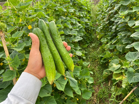 【自然栽培】きゅうり　2㎏　シャキシャキで美味しいキュウリです！（胡瓜）