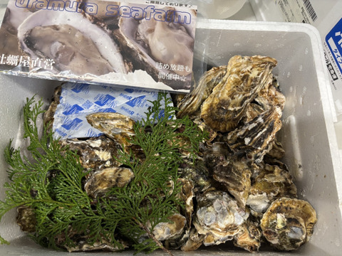 【生牡蠣】【生食用】S～Mサイズ 50個入り 4Kg 三重県産 殻付き 浦村かき(5～10人前）
牡蠣 カキ 貝類 海鮮 BBQ 歳暮 熨斗 忘年会 新年会 女子会 歓迎会 誕生日 母の日【冬ギフト】