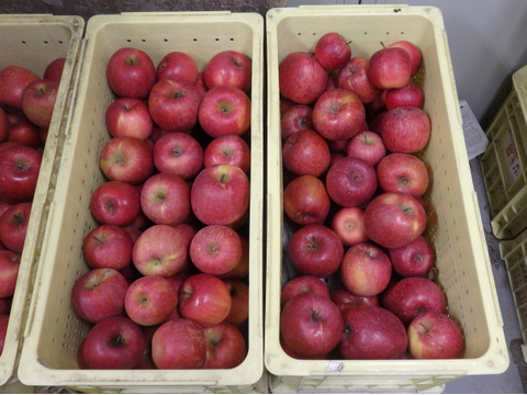 サンふじ＋はるか　家庭用　3キロ【葉とらず】JA基準より60％減の低農薬栽培　11月20日～【りんご食べ比べ】
