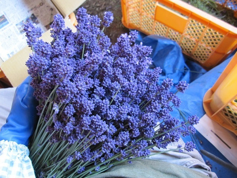【夏季期間限定】箱いっぱいの香り！北海道産早咲きフレッシュラベンダー生花切り花（1kg）発送7/10前後から7日間ほど