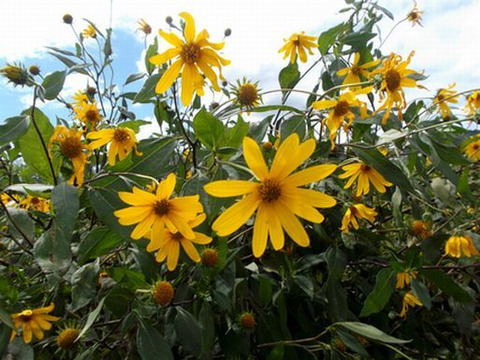 朝掘り 紫菊芋 フランス菊芋 イヌリンたっぷり自然農法 3 詰め 鮮度保持の土付き 京都府産 食べチョク 農家 漁師の産直ネット通販 旬の食材を生産者直送 朝掘り 紫菊芋 フランス菊芋 イヌリンたっぷり自然農法 3 詰め 鮮度保持の土付き 京都府産 食べチョク 農家 漁師の産直ネット通販 旬の食材を生産者直送