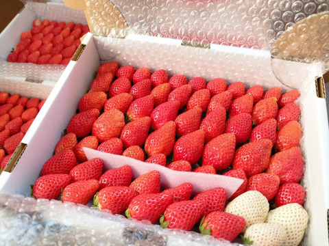 ４箱トクトク🍓いちごの宝石箱！
朝摘み完熟❤️酵素栽培の
こだわりとちおとめ