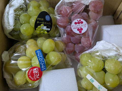 小ぶりなシャイン一族【希少な4種】詰め合わせ