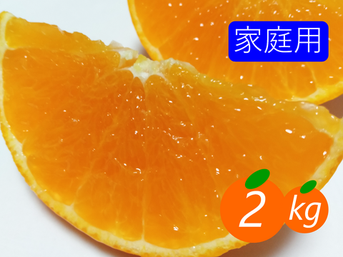 【夜市限定】【家庭用】まどんな 2kg みんなトリコになる“”プルプル“”新食感♡高級柑橘♫