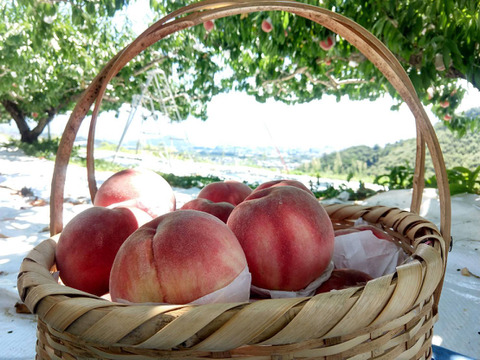 【桃の横綱気品あふれる白鳳】本場山梨の品種指定キャンペーン🍑王道の甘み×爽やか酸味☆夏ギフトの定番✨お試し約1㎏🍑7月上旬～発送🍑