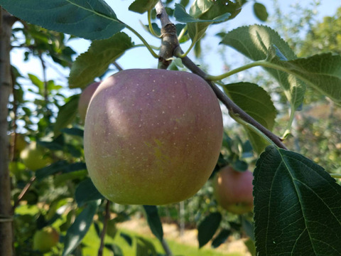 残り１セット「しなのリップ約3kg」（12〜15個入り）夏りんごの主役！長野県オリジナル品種。果汁が多く甘味と酸味のバランスが良い。夏収穫りんごを食べるなら押さえておきたい品種です。お届け後冷蔵庫にて