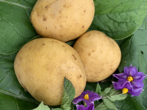 高野山麓精進野菜　カラフル！じゃがいも詰め合わせ4キロ＆ローズマリー少量