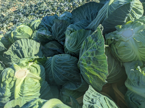 甘いキャベツとくみつ　寒玉２玉