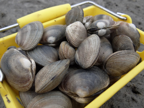 超特大/横綱あさり/北海道厚岸ブランド/1個50g前後/1000g【冷凍】