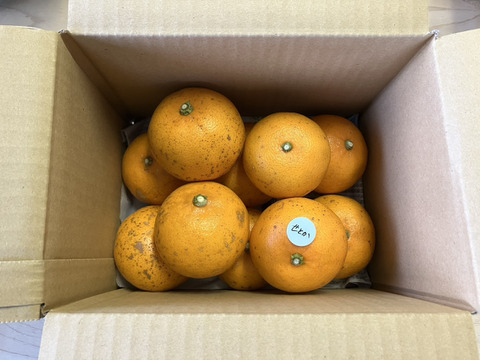 鹿児島県産「訳ありせとか」