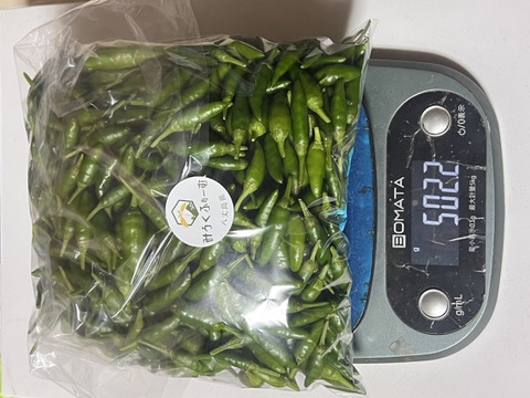 鮮烈な辛さを発する小さな巨人！八丈島の島とうがらし！(1kgパック)