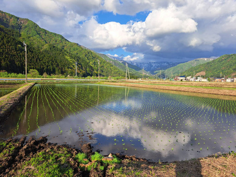 きらめく大粒！【令和7年産】松井ファームの南魚沼産新之助5kg(精米)