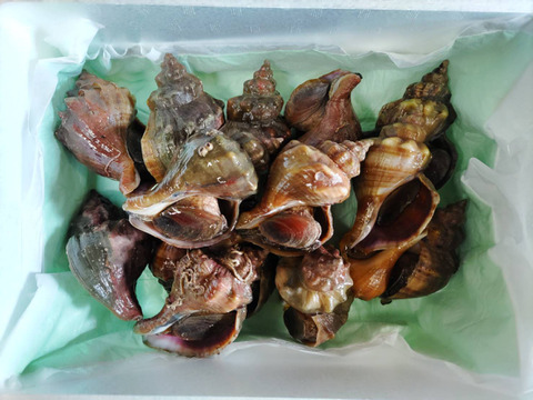 青森県陸奥湾　青つぶ貝　約2キロ