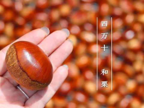 【樹上完熟】四万十和栗１ｋｇ ３Ｌサイズ以上  農薬不使用 自然栽培 四万十産