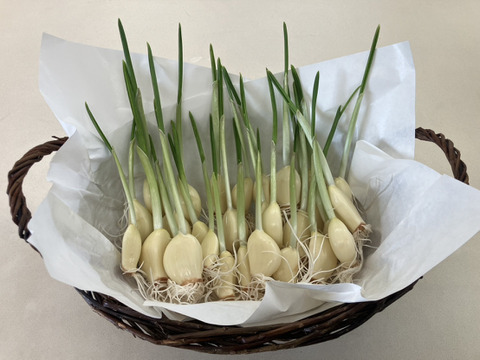 スプラウトにんにく50ｇ×3袋（50ｇ＝約6個）※発芽にんにく/スプラウトニンニク