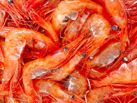 【-60冷凍】深海400mで獲れたあま〜い甘エビ！2P600g