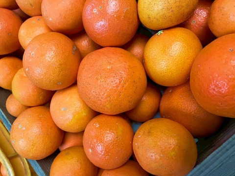 【アワード受賞】2/28より順次発送 数量限定 訳あり『天草』1.5kg サイズ混合 仲屋 海瀬農園