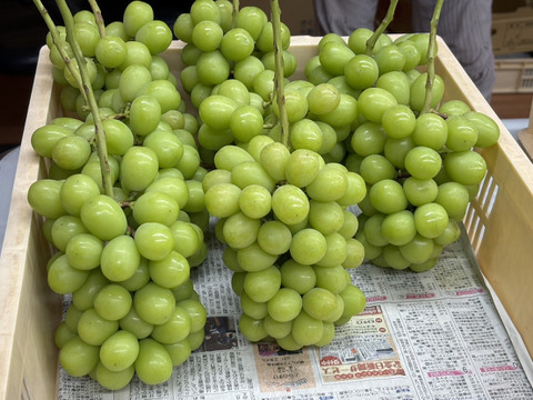 山梨県産ぶどう【シャインマスカット】2kg〜2.4kg前後(3〜5房) 種なし『常温便』