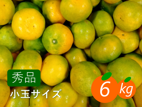 【小玉サイズ】「極早生みかん」6kg 採れたて新鮮!! 2S・3Sサイズ
