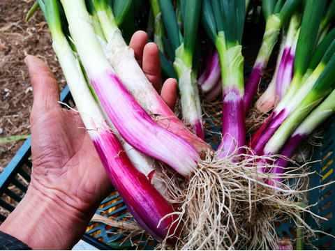とろける甘さとシャキシャキ食感！！赤ねぎ10本