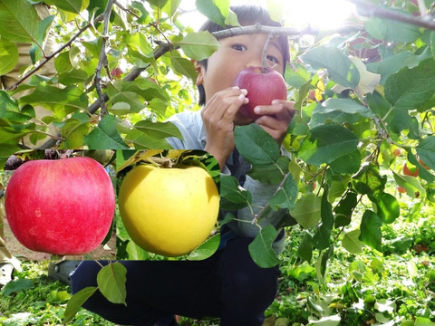 こうたろう＋シナノゴールド　家庭用　約3キロ【葉とらず】JA基準より60％減の低農薬栽培　10月12～22日【りんご食べ比べ】