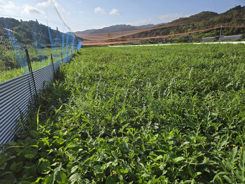 タネから育てた 農薬化学肥料を一切使っていない 小玉 スイカ  2.4～3.0kg x １個