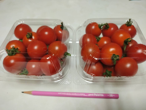 今が最高に美味しい！美味しいミニトマトを食べたい人のためのミニトマト７００グラム