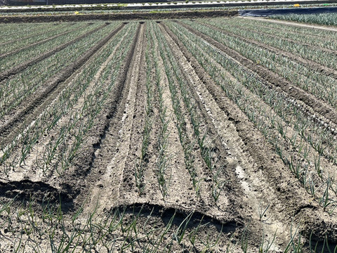 【淡路島直送】甘み凝縮！「淡路島産新玉ねぎ（品種：ターザン）」3kg（サイズ混合）