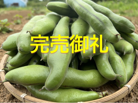 【お得用】朝採れそら豆1200g【春の初物】