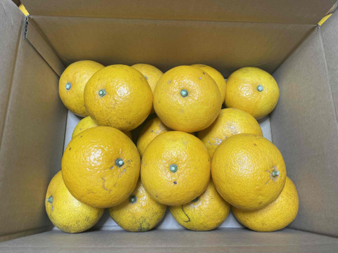 甘夏（糖度11.5当農園測定値）箱込み4.5㎏以上　1個200g～300g（Ｓ・Ｍサイズ）　
【農薬化学肥料不使用】