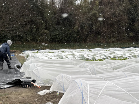 我が子に食べさせたい野菜を｜志学農
園の白菜 3玉（約5kg）栽培期間中農薬・化学肥料不使用