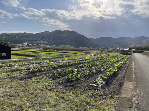 新米！福岡県産元気つくし農薬不使用真空パック１㎏×3
