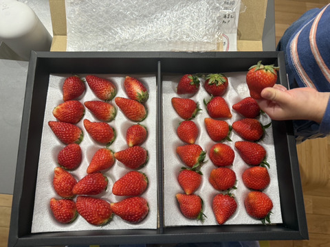 【大容量2トレー】おうちでワイワイ！家庭用＆加工用イチゴ【訳あり３人分】【いちご食べ比べ】